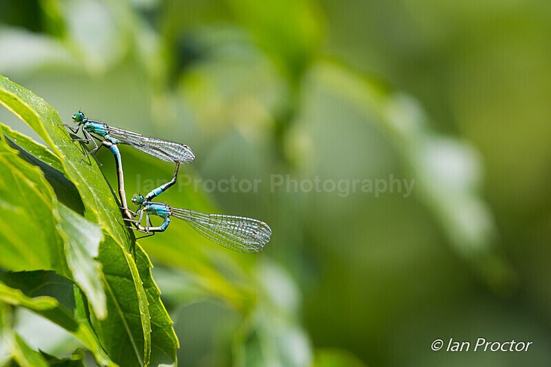 Blue-tailed Damselfly Love - Nature