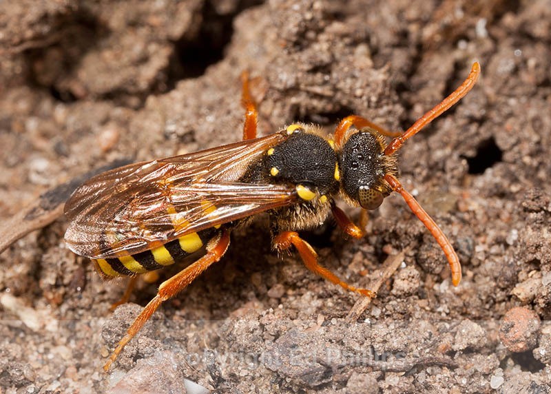 Nomada goodeniana (f) - Nomada goodeniana