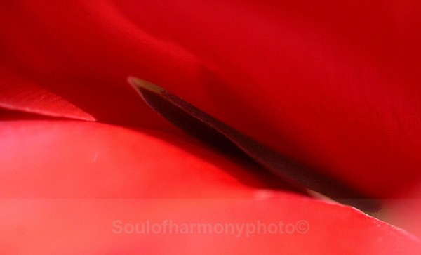 Delicacy Of Woman - Feature Series