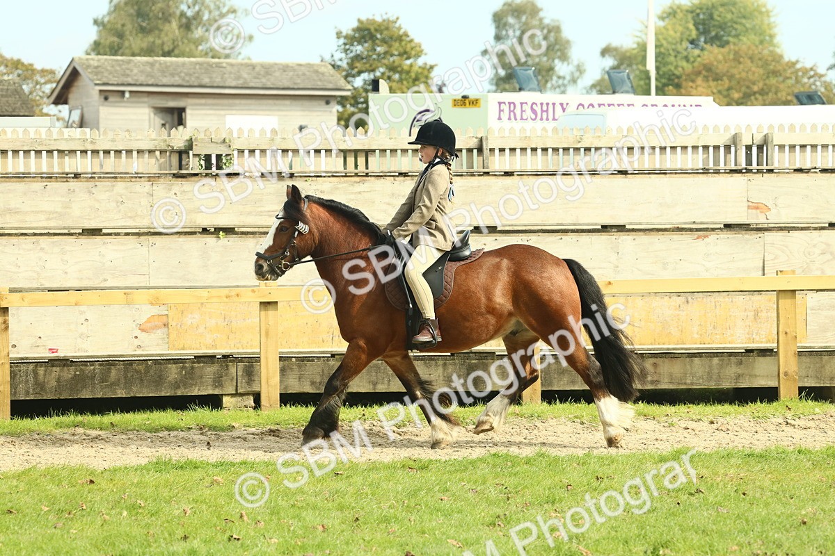 SBM_69049 - S58 - Mini Show Cob Ridden