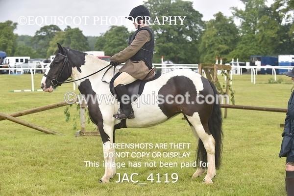 JAC_4119 - 40CM WORKING HUNTER