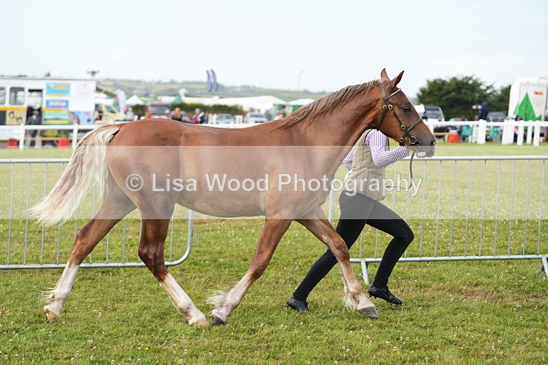 DSC04749 - Class 47: NPS M&M Yearling