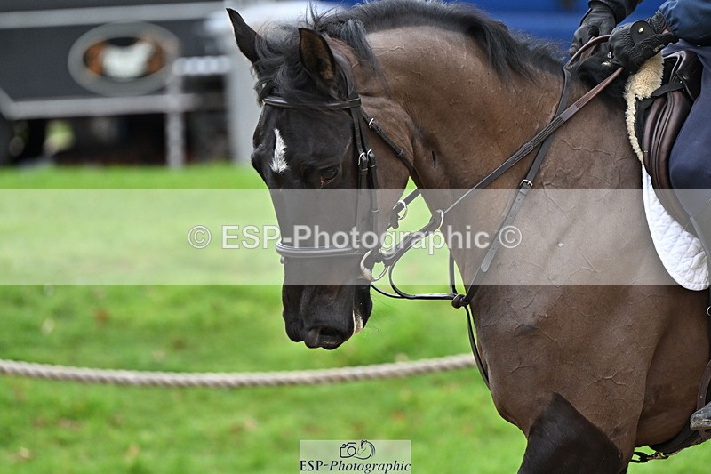 250201A-095007-00074 - Cls 01 Local Horse 90cm