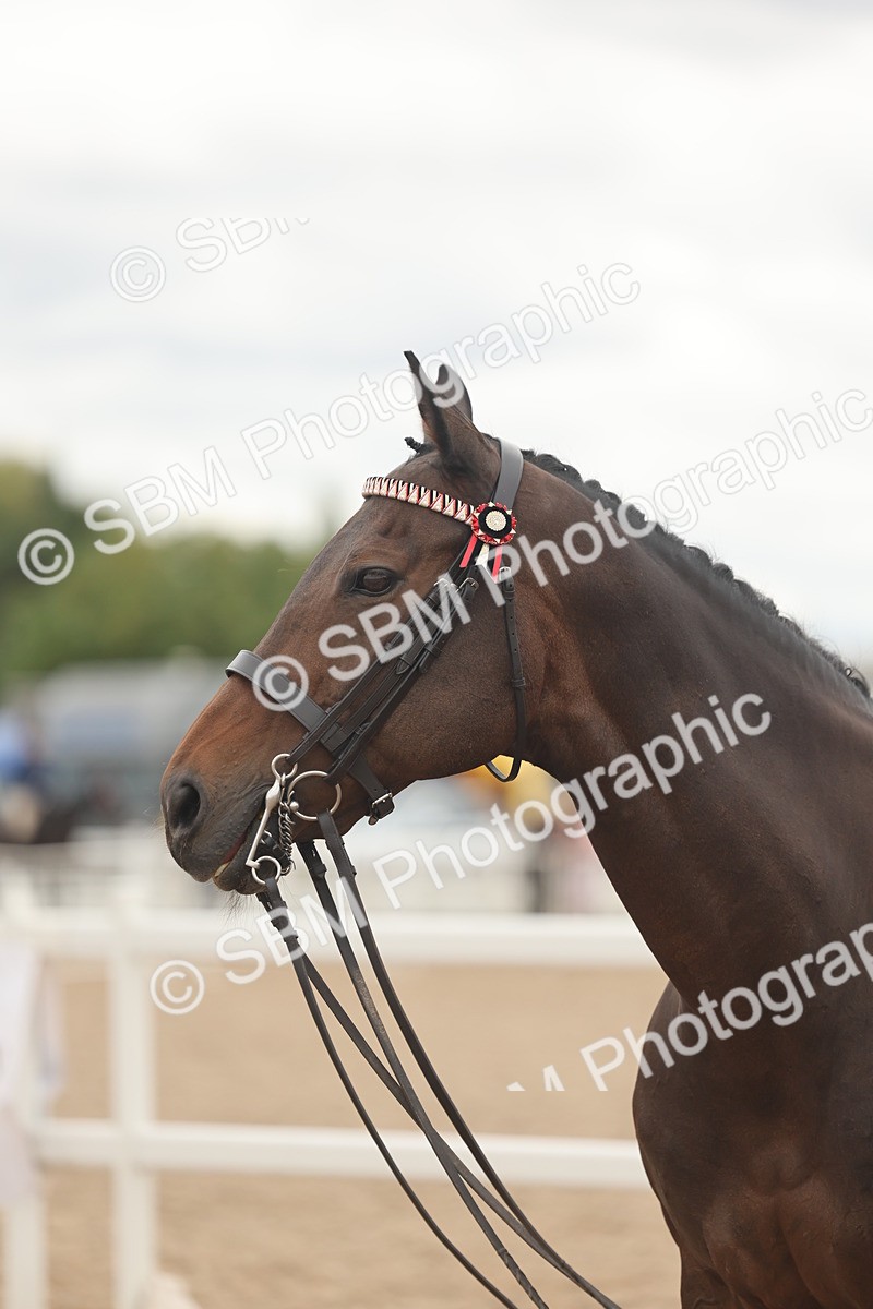 SBM_17119 - Class 313 - IH Retired Racehorse