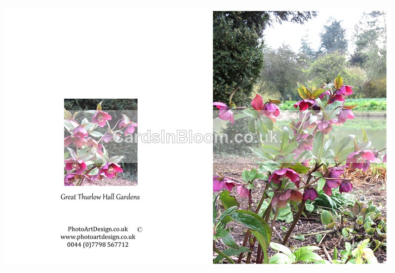 011 Thurlow Hall Gardens - Hellebores - GARDENS