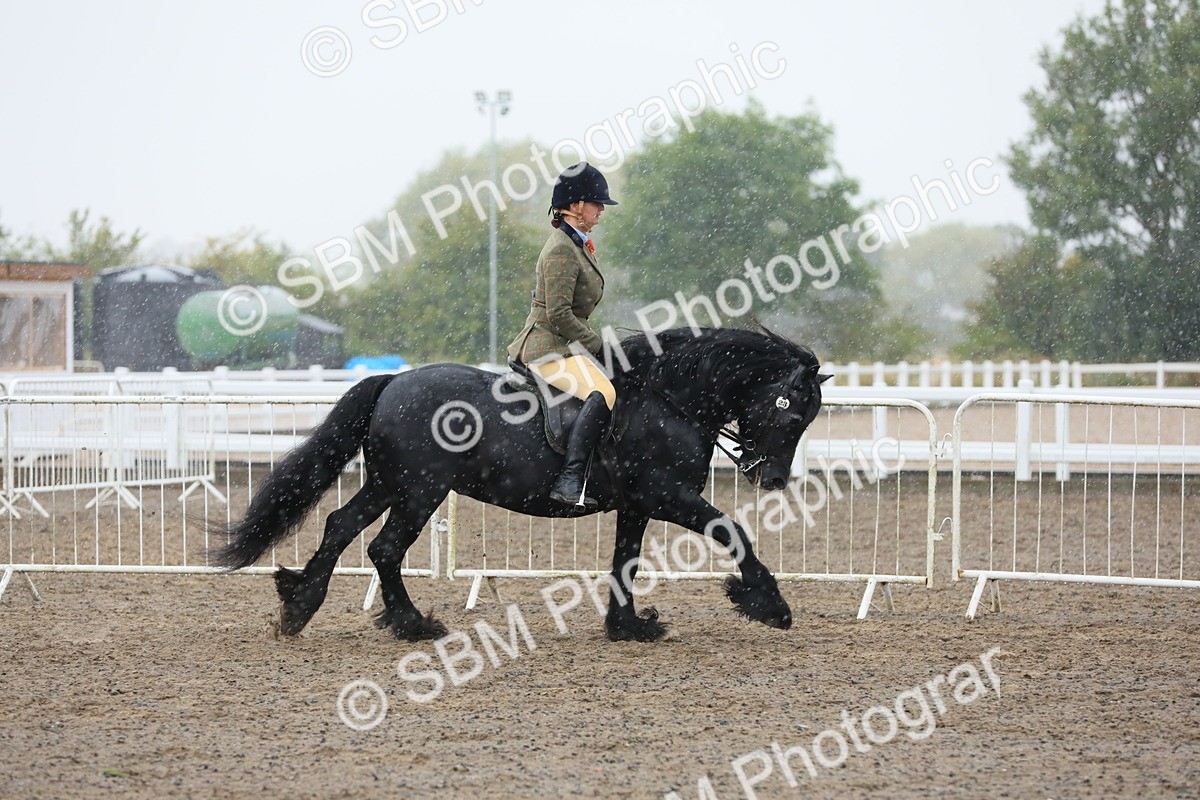 SBM_20555 - Class 804 - Ridden Veteran Pony