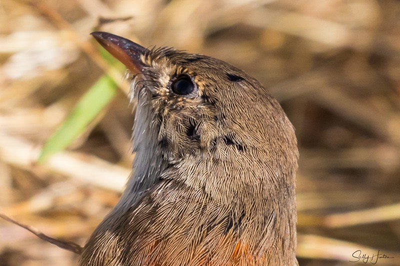 Immature Male 6