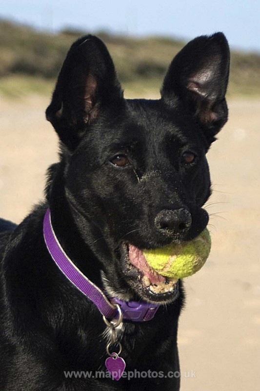 Molly at the Beach aged 9 - Molly - my very own best friend...