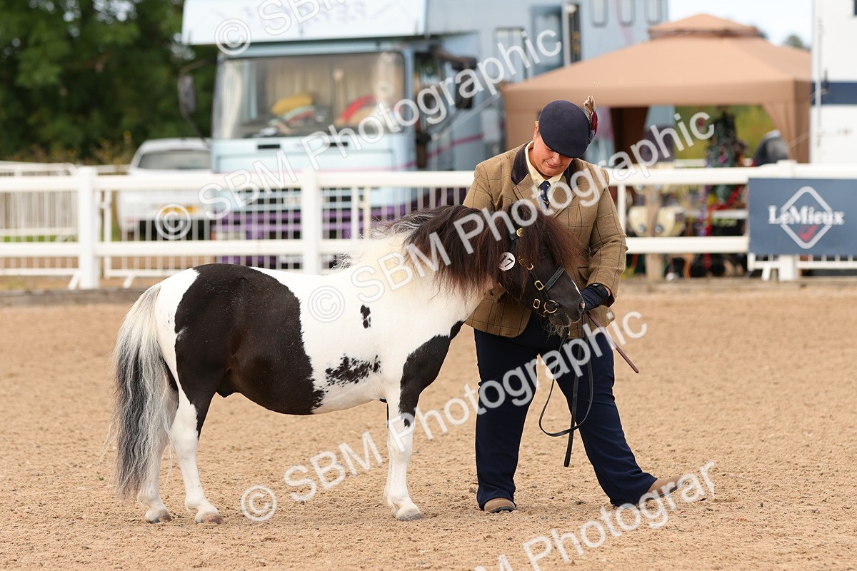 SBM_10290 - Class 206 - IH Non Show Type Pony