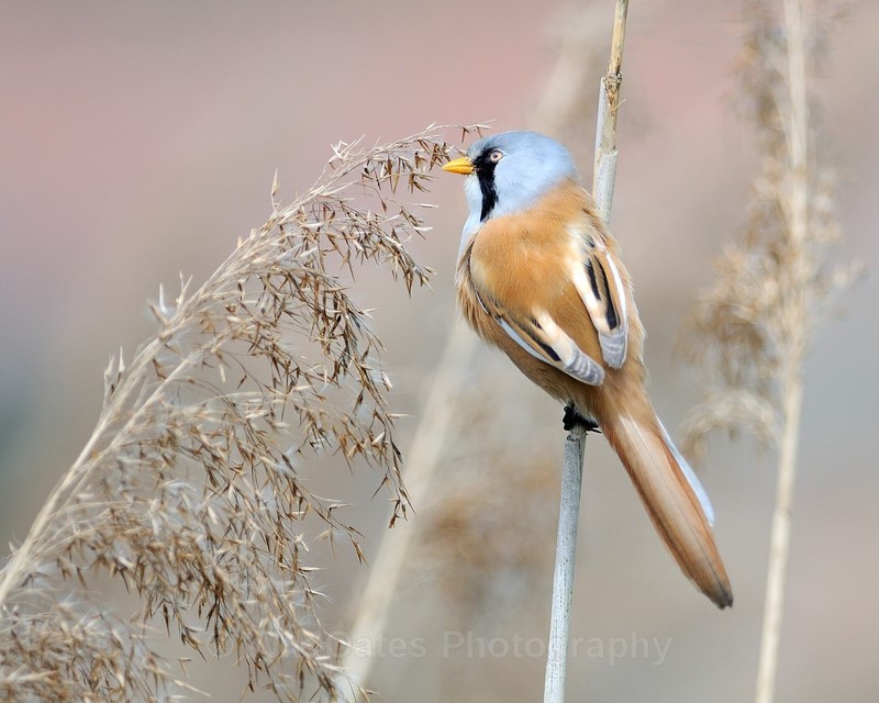 2011-05-09-11-46-13 NIKON D300 300mm f28 1-1000 iso400_243 - Birds