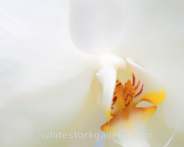 White Orchid - Up Close !