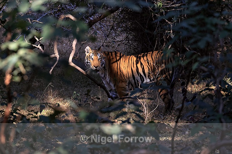 Tigress in sunlit forest clearing, Bandhavgarh, Madhya Pradesh, India - Tiger