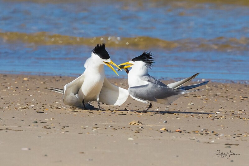 Fish for Mate 5 - Crested Terns