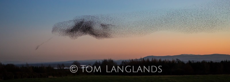 Starlings - Starlings and Murmurations