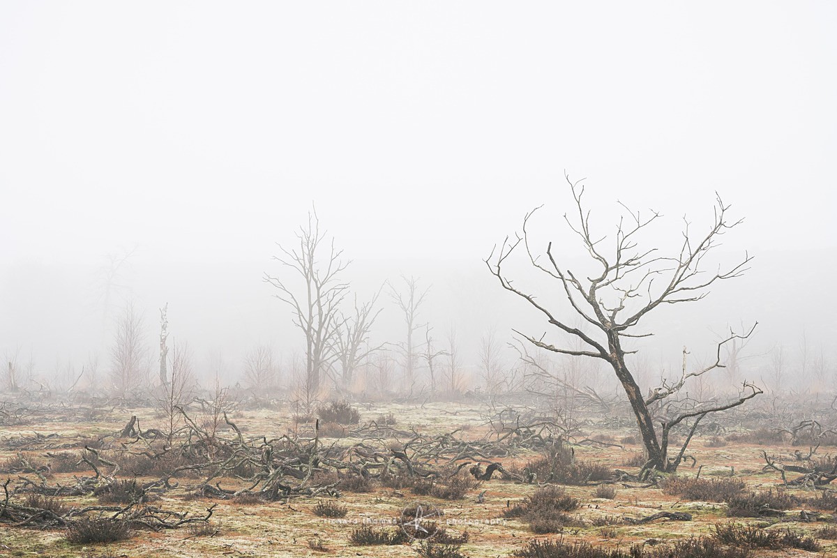  - Charred Mist