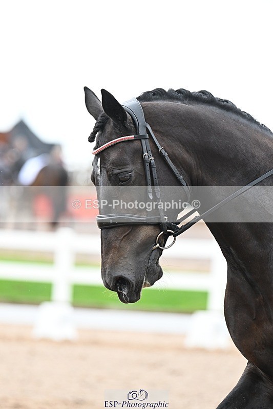 250907-124738-08442 - 005-Jessica.AllenHendrewen.Desert.Lady