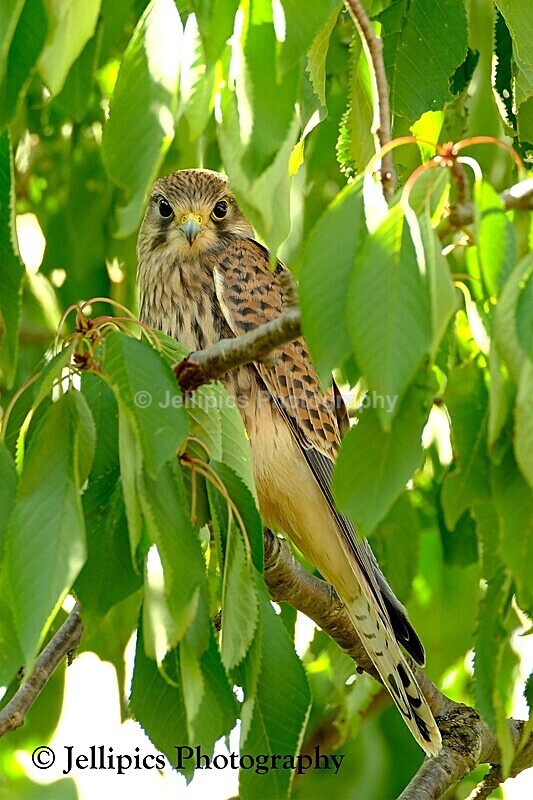  - Wildlife and Nature