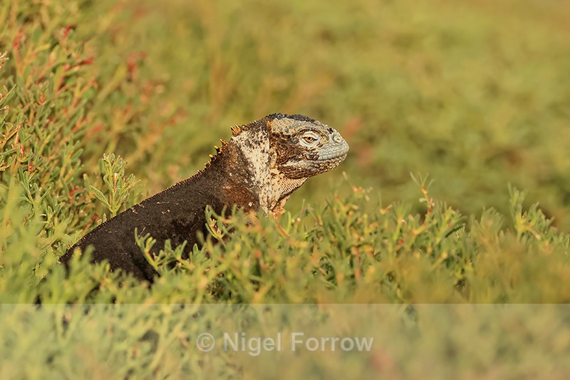 Hybrid Land Iguana-Marine Iguana, South Plaza, Galapagos - REPTILES & AMPHIBIANS