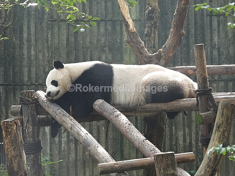 CHINA__0083 - China 2019