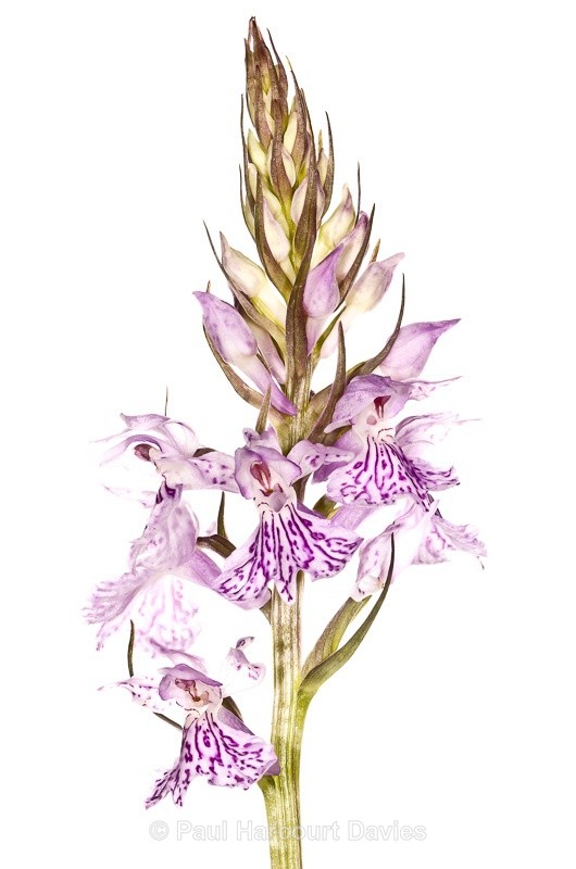  - WB: Orchids - Various