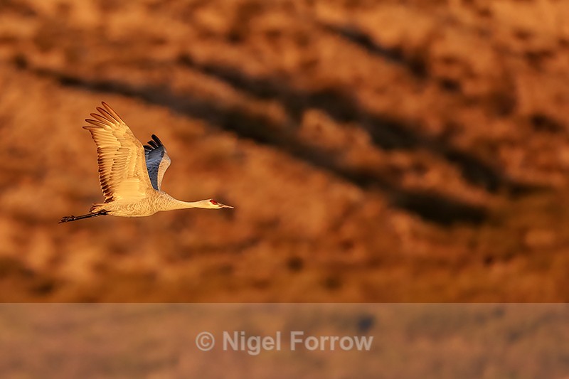 Sandhill Crane flying, morning sunlight, Bosque del Apache, New Mexico - Sandhill Crane