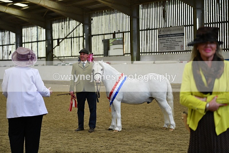 WJ5_5804 - Morning in hand Championship