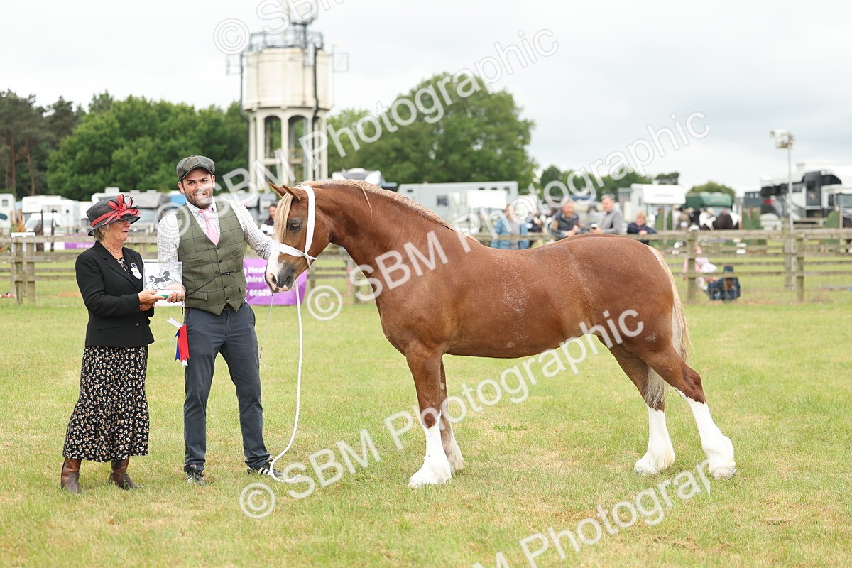 SBM_05027 - Class 50-57 - M&M Welsh Pony In Hand