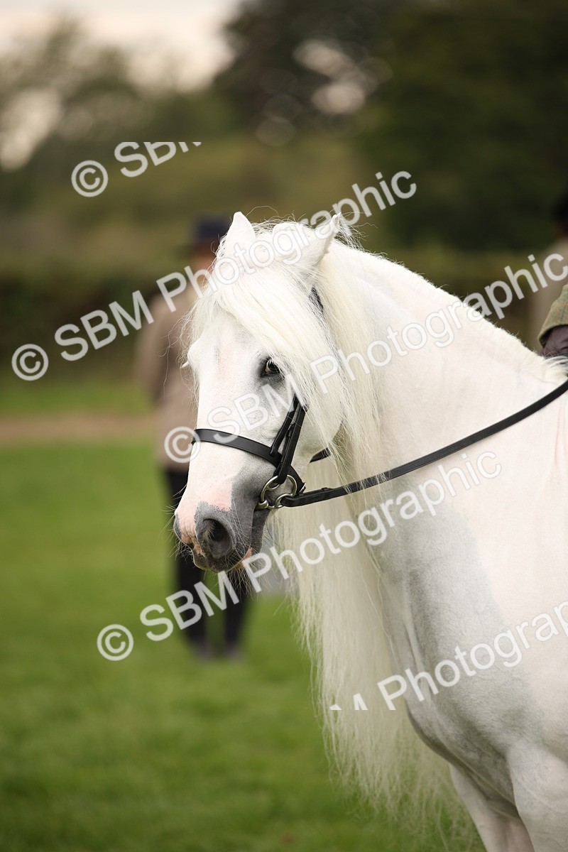 SBM_73529 - S68 - Traditional Cob Ridden