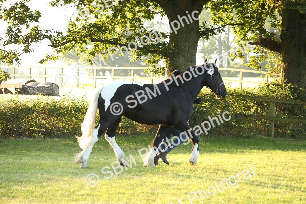 SBM_57784 - S42 - Youngstock