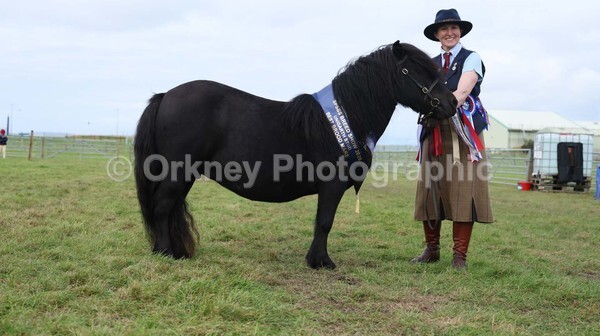 untitled-7224 - Shetland Pony Show