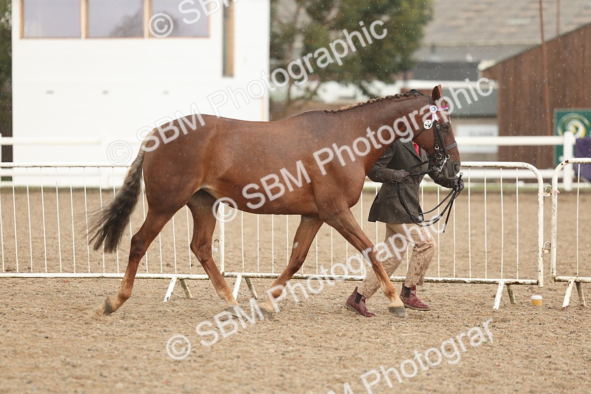 SBM_07715 - Class 27 - IH Competition Horse/Pony