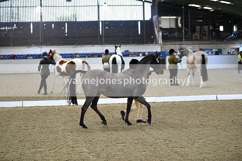 WJ5_3602 - Class 5 In Hand Veterans