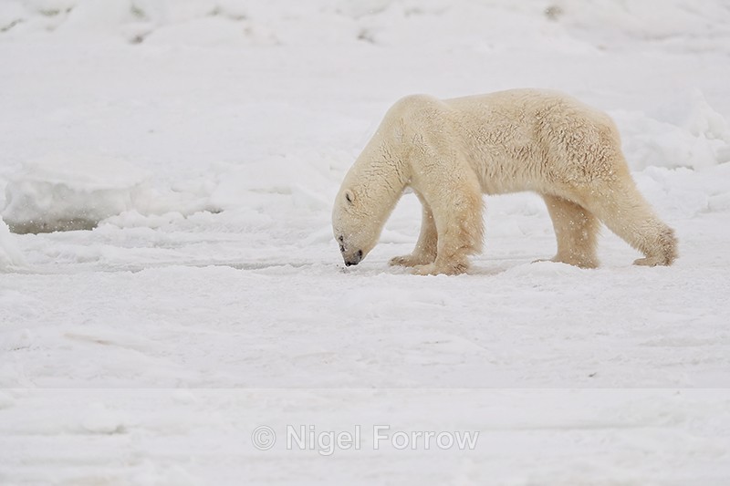 Polar Bear sniffing sea ice, Churchill, Canada - Polar Bear