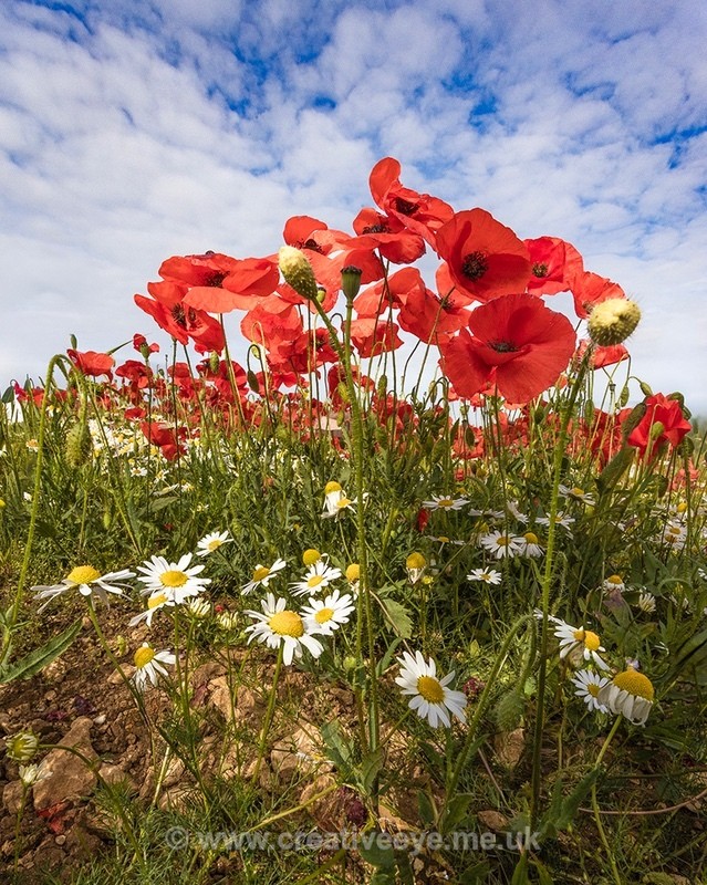 No.0122 Exton Road Poppies - Landscape
