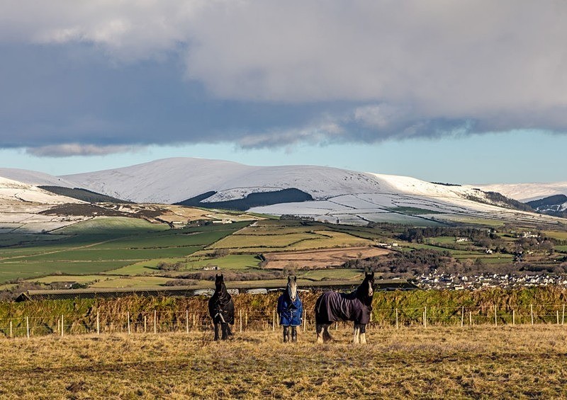 Horses and Snaefell - Latest additions