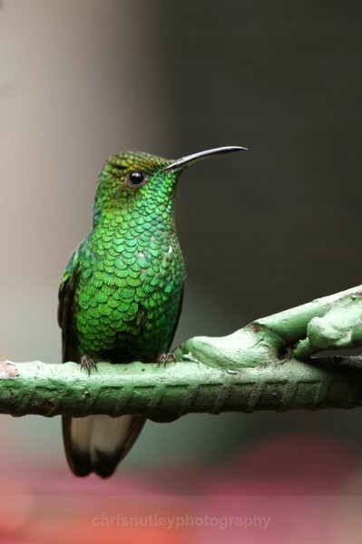  - Birds of Costa Rica and Mauritius