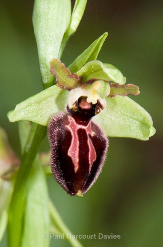 Ophrys arachnitiformis (also O. exaltata subsp arachnitiformis) - Orchids - Ophrys