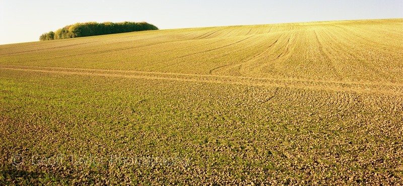 White Hill, North Stoke - A Rural Landscape