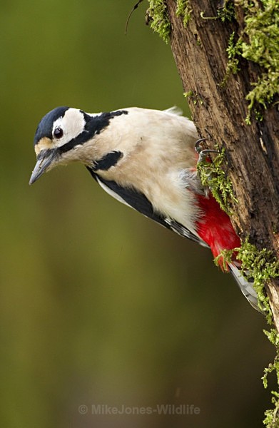 GS WOODPECKER REF WOOD 15 - 'WOODPECKERS'(Greater spotted woodpecker)
