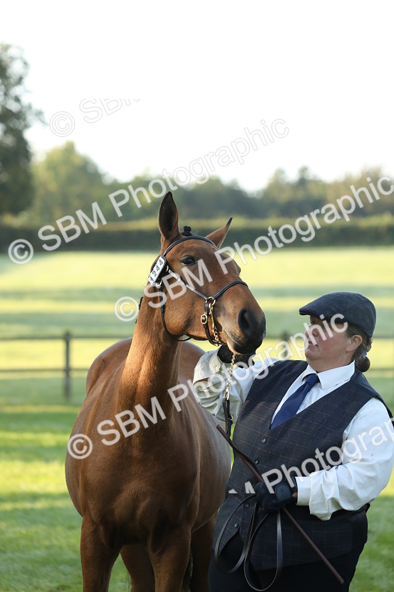 SBM_57853 - S42 - Youngstock