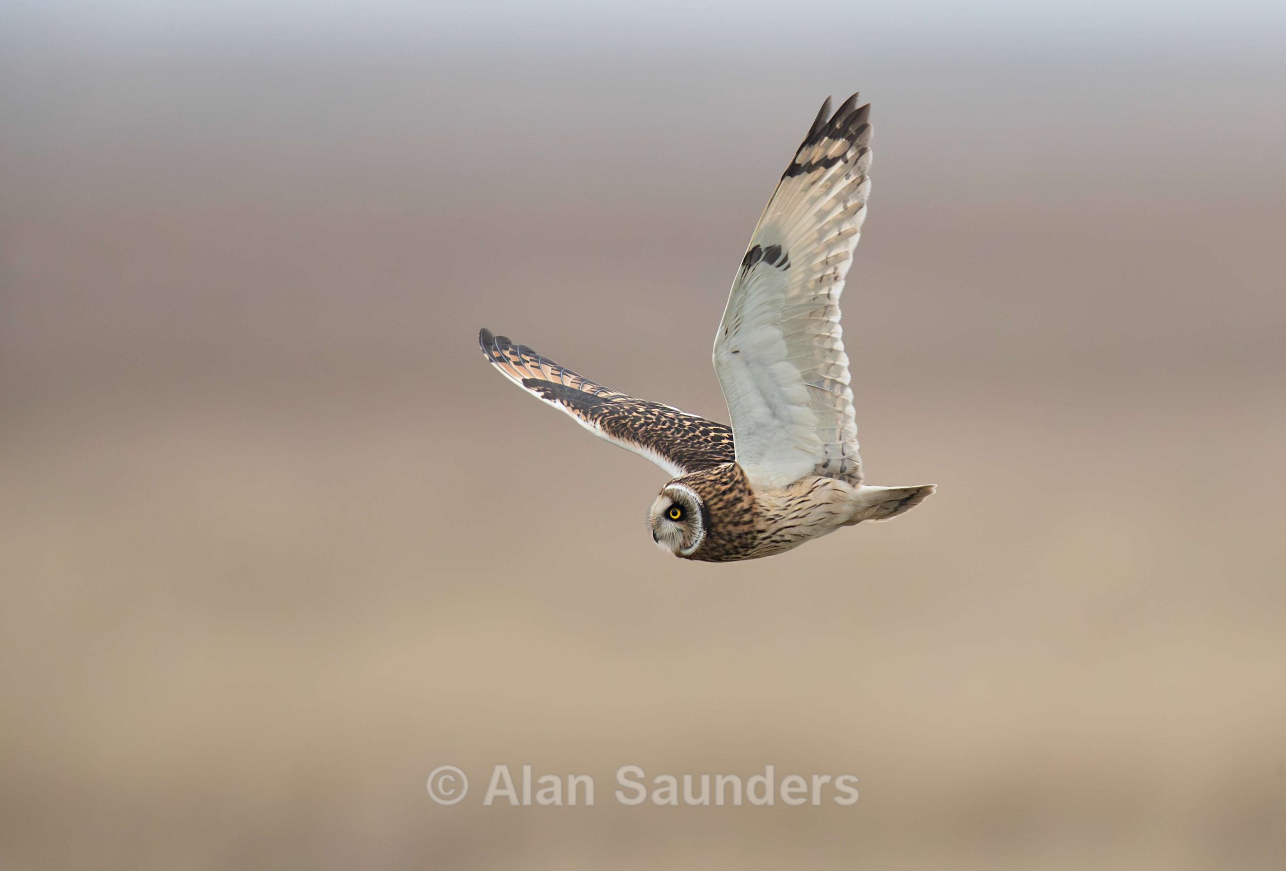 Short Eared Owl