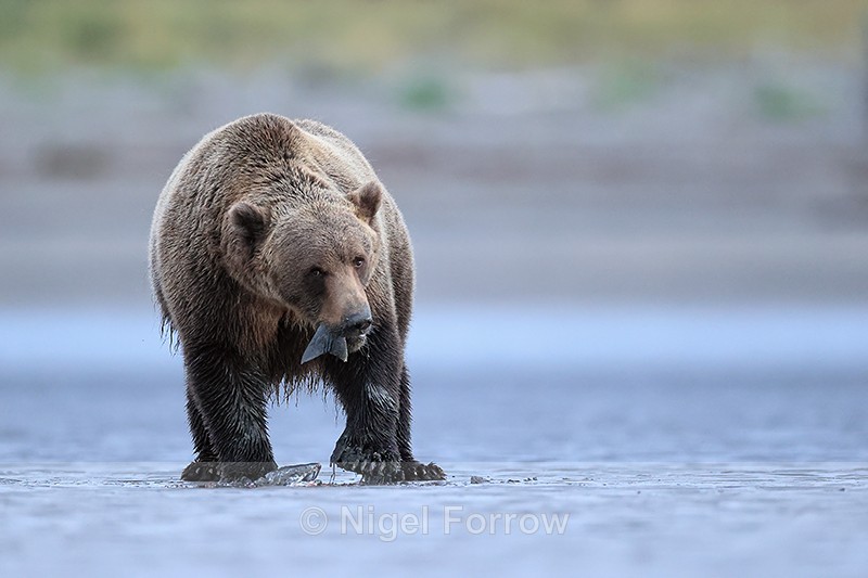 Brown Bear eating salmon tail on beach, Alaska - Brown Bear