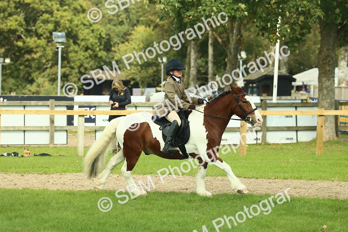 SBM_68843 - S58 - Mini Show Cob Ridden