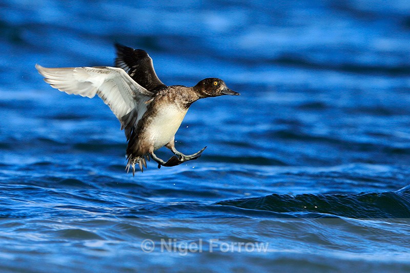 Tufted Duck about to land on the water at Farmoor Reservoir - Tufted Duck