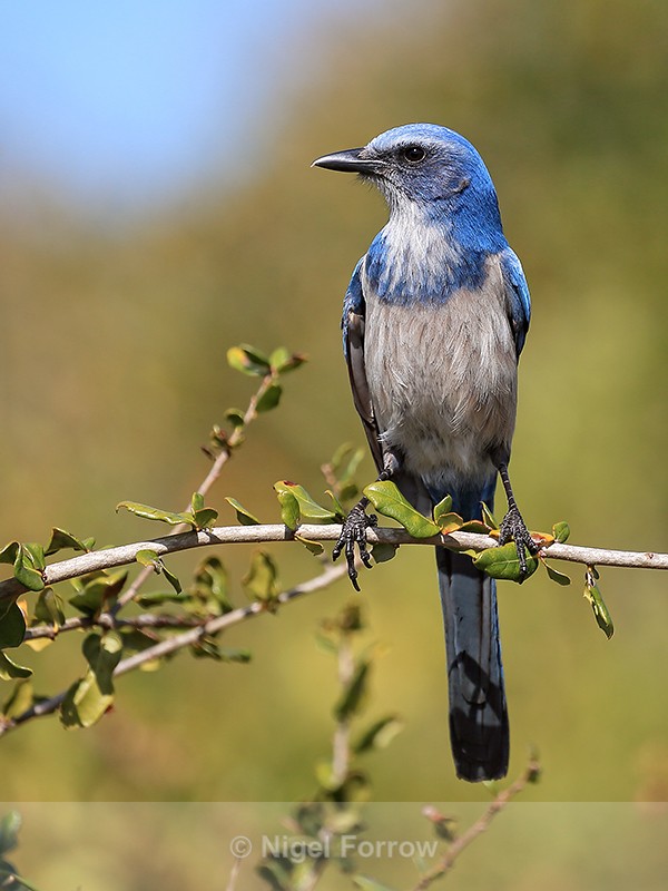 Florida Scrub-Jay portrait, Venice, Florida - Florida Scrub-Jay