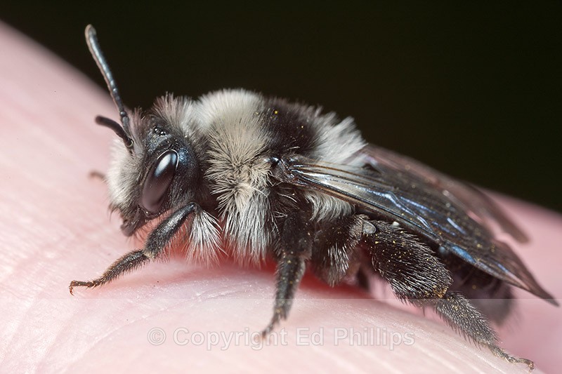Andrena cineraria (f) - Andrena cineraria