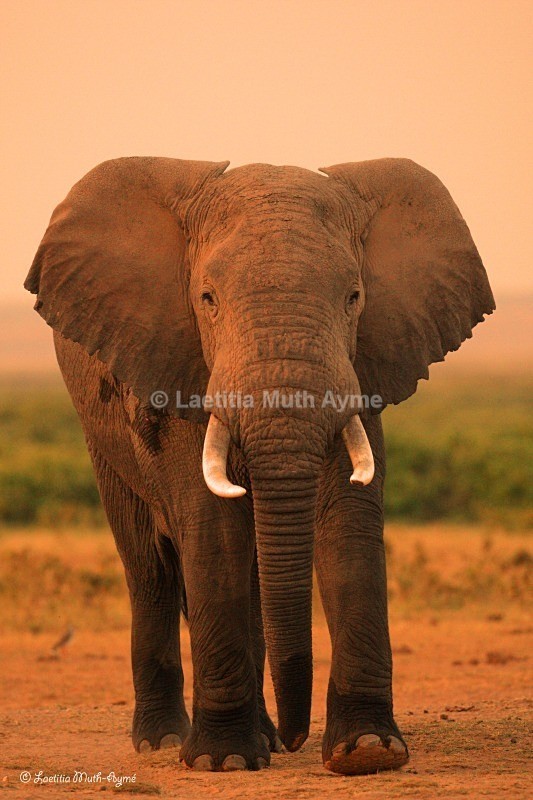 _84Y0862 Amboseli - Elephants