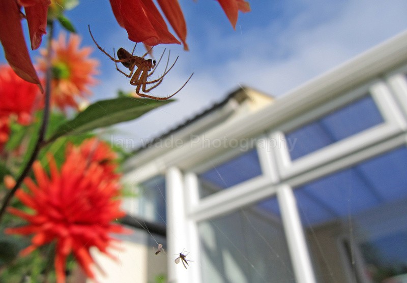  - Insects & Snails, Great Britain