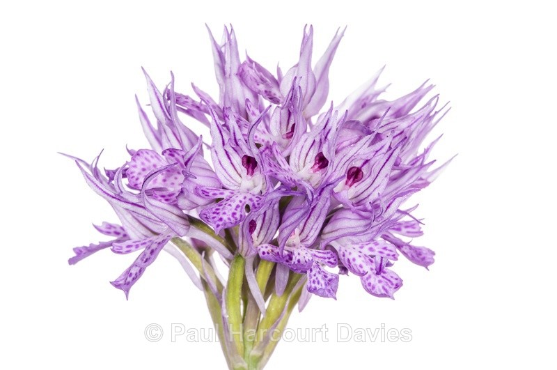  - WB: Orchids - Orchis
