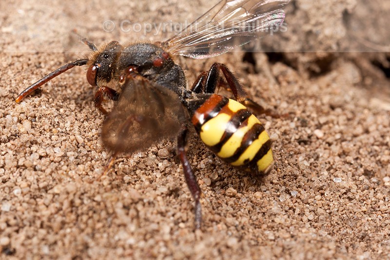 Nomada leucophthalma